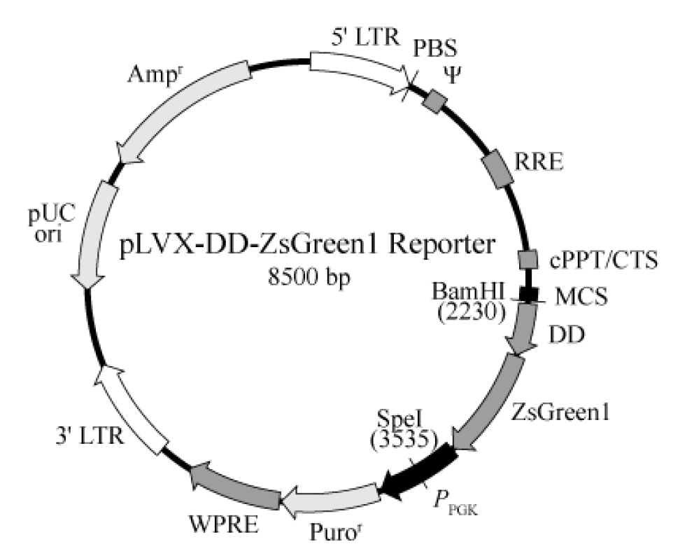 pLVX-DD-ZsGreen1 Reporter载体图谱